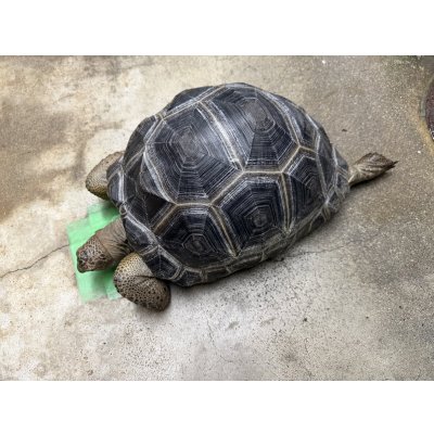 画像2: アルダブラゾウガメ モーリシャス