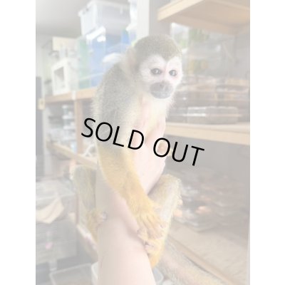 画像4: コモンリスザル2021/8雌(価格はお問い合わせ下さい)