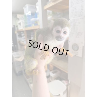 画像5: コモンリスザル2021/8雌(価格はお問い合わせ下さい)