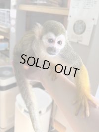 コモンリスザル2021/8雌(価格はお問い合わせ下さい)