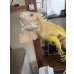 画像2: グリーンイグアナ　T-アルビノ　アダルトメス (2)