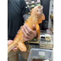 グリーンイグアナ　サンセットアルビノ　アダルトオス