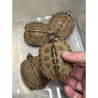 オオヤマガメ　国内CB