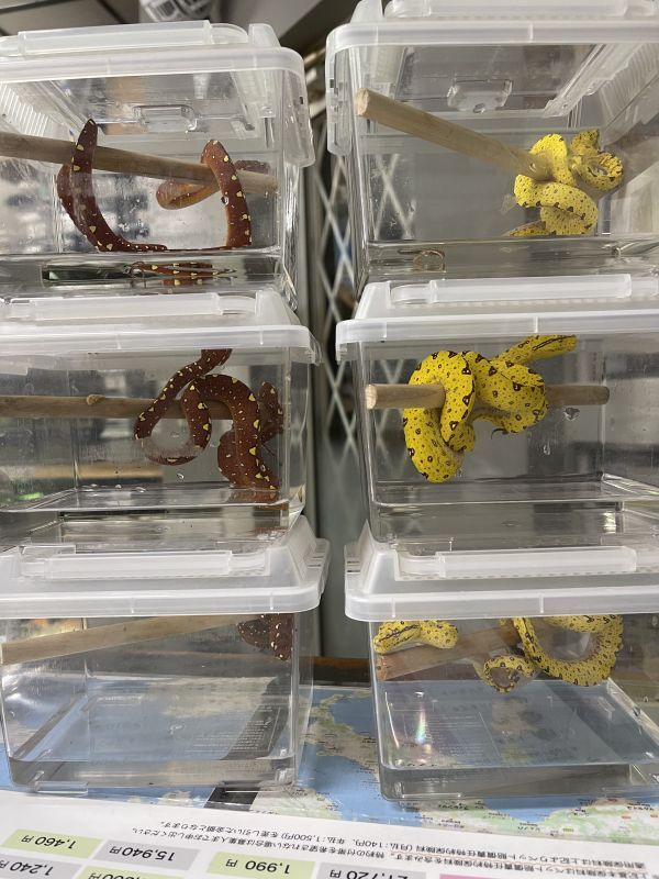 新入荷