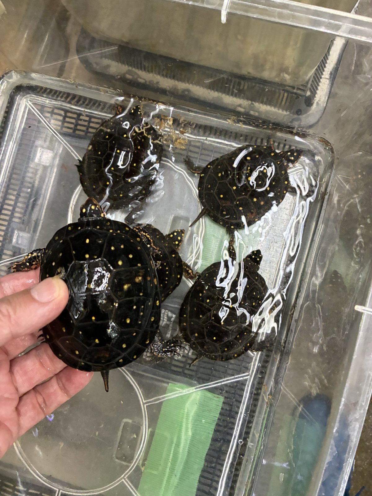 BIGレプ出品リスト