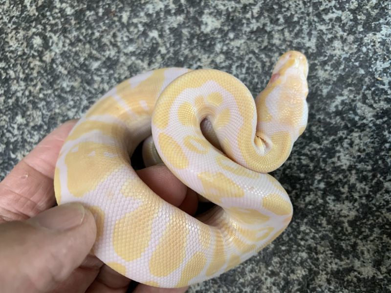 ボールパイソン アルビノ Terra