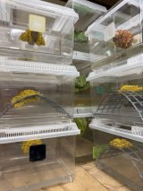 九州爬虫類フェス出品リスト