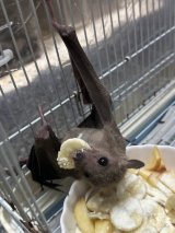 広島爬虫類フェス出品リスト