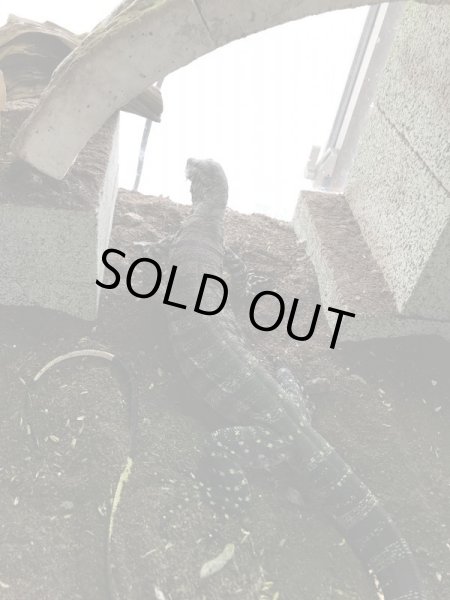 画像3: レースモニター タイガーフェイズ♀ (3)