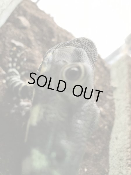 画像5: レースモニター タイガーフェイズ♀ (5)