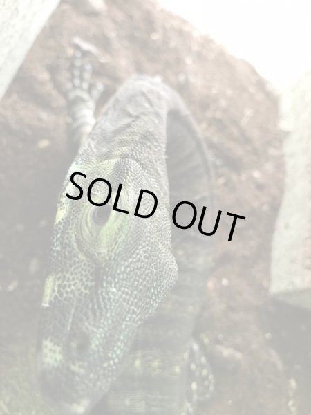 画像6: レースモニター タイガーフェイズ♀ (6)