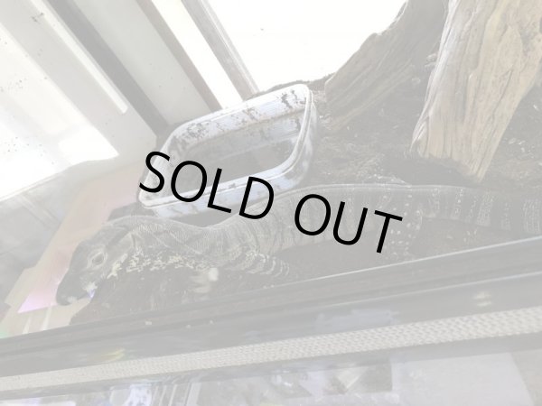 画像2: レースモニター タイガーフェイズ♀ (2)