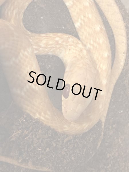 画像2: ナンダ アルビノ♂ (2)