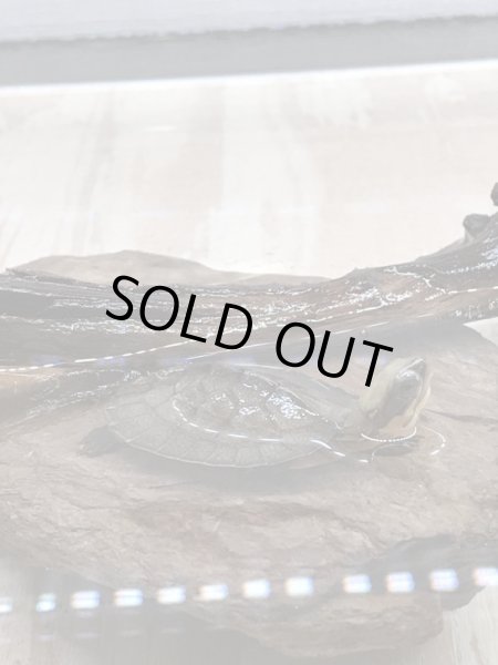 画像2: ミスジハコガメ (2)