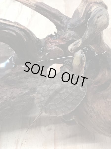 画像3: ミスジハコガメ (3)