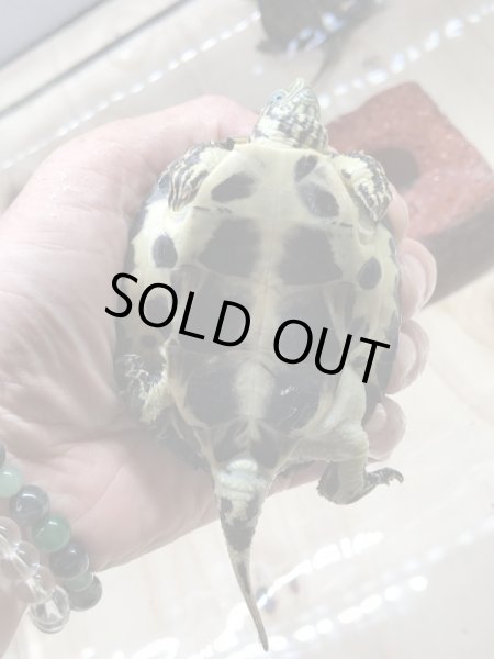 画像3: サハライシガメ (3)