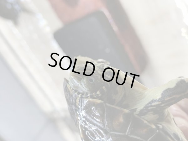 画像2: サハライシガメ (2)