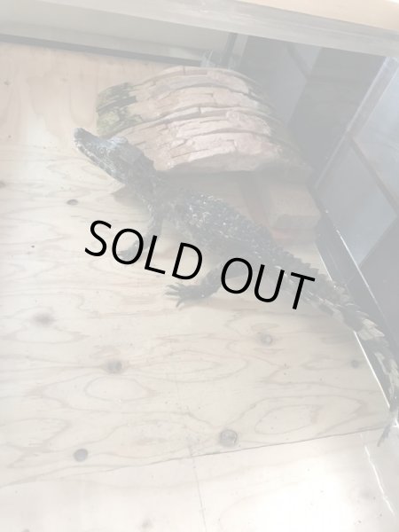 画像2: ブラジルカイマン (2)