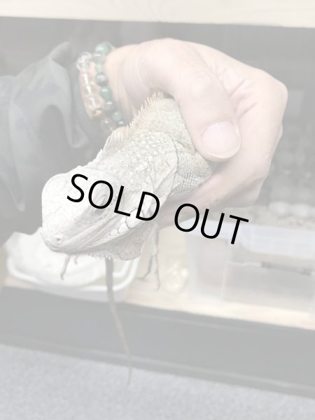 画像2: セントルシア　トバゴ　アイボリーゼブライグアナ (2)