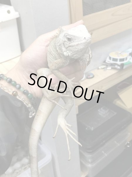 画像3: セントルシア　トバゴ　アイボリーゼブライグアナ (3)