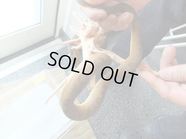 画像2: ビブロンボア　100cm前後 ♂　(1) (2)