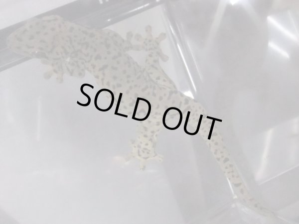 画像4: セントマーチンカブラオヤモリ　♂ (4)