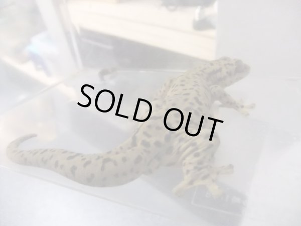 画像5: セントマーチンカブラオヤモリ　♂ (5)