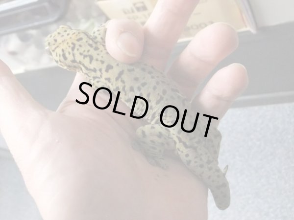 画像3: セントマーチンカブラオヤモリ　♂ (3)