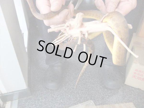 画像3: ビブロンボア　100cm前後 ♂　(1) (3)