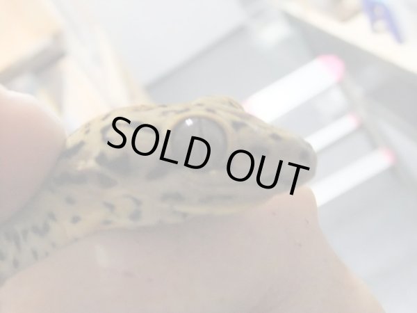 画像2: セントマーチンカブラオヤモリ　♂ (2)