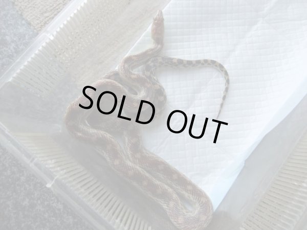 画像3: ケープゴファースネーク ♀　約100ｃｍ (3)