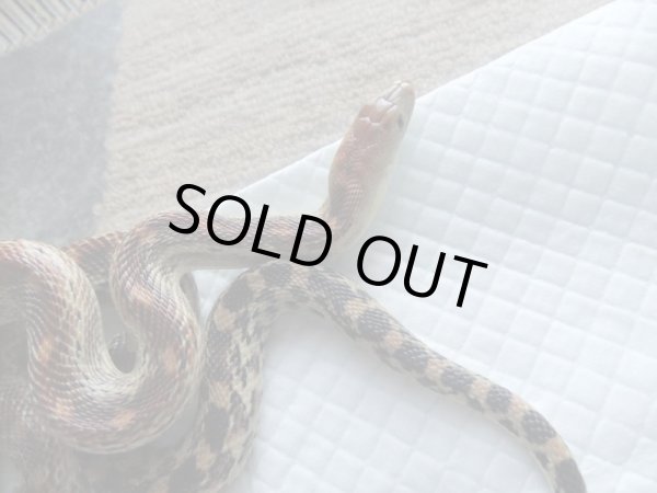 画像2: ケープゴファースネーク ♀　約100ｃｍ (2)