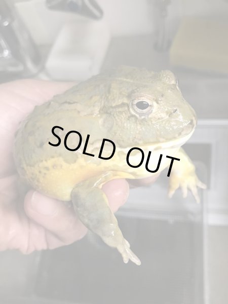 画像4: モザンビーク アフリカウシガエル ♂ (4)