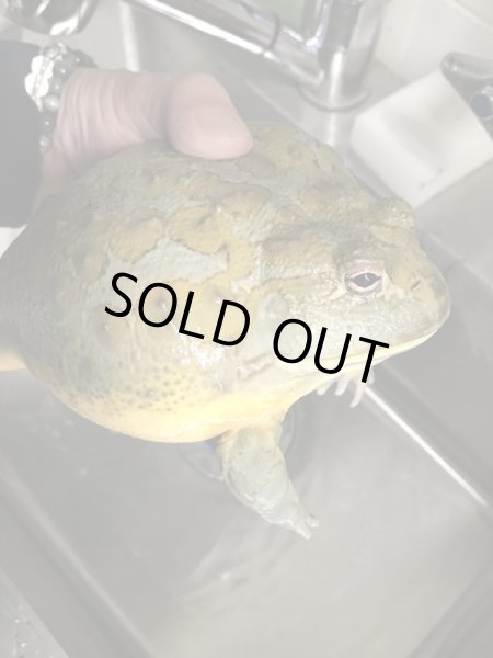 画像2: モザンビーク アフリカウシガエル ♂ (2)