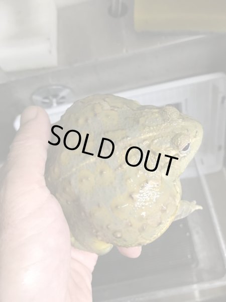 画像3: モザンビーク アフリカウシガエル ♂ (3)