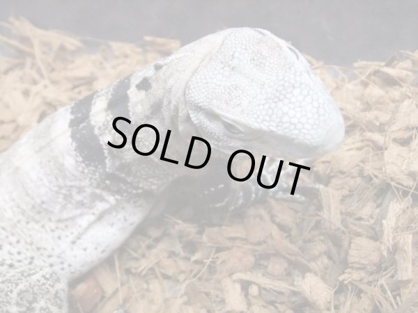 画像2: サンエステバントゲオイグアナ　ペア　セミヤング (2)