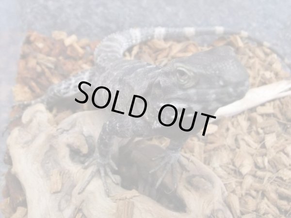 画像4: サンエステバントゲオイグアナ　ペア　セミヤング (4)