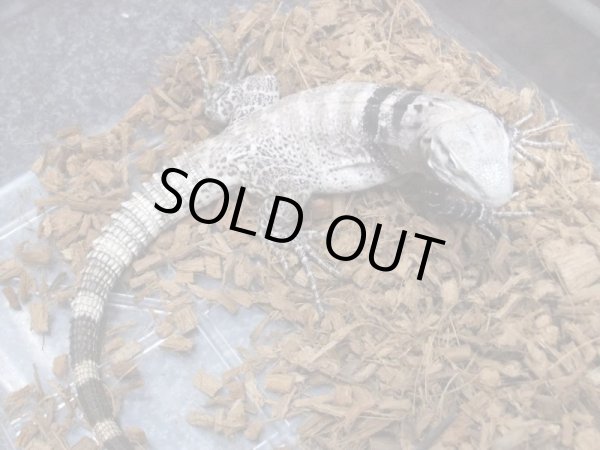 画像3: サンエステバントゲオイグアナ　ペア　セミヤング (3)