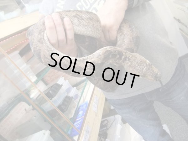 画像3: キューバボア　♀　（240ｃｍ） (3)