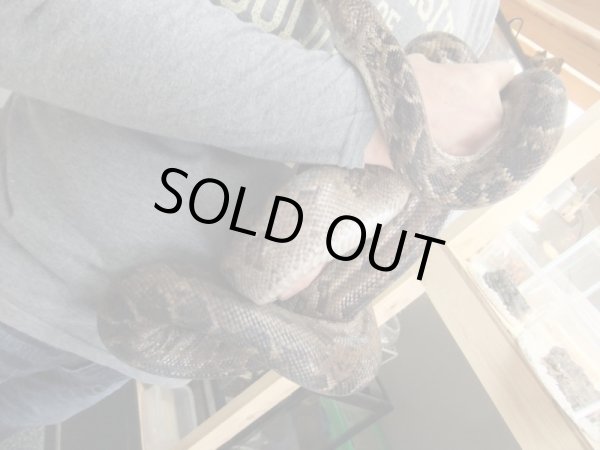 画像2: キューバボア　♀　（240ｃｍ） (2)