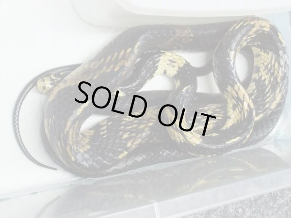 画像2: タイガーラットスネーク♀　（180ｃｍ） (2)