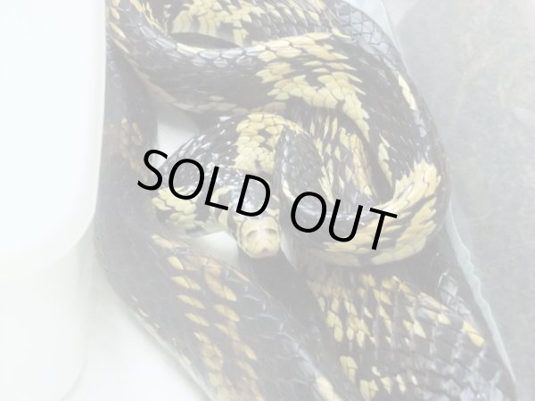 画像4: タイガーラットスネーク♀　（180ｃｍ） (4)