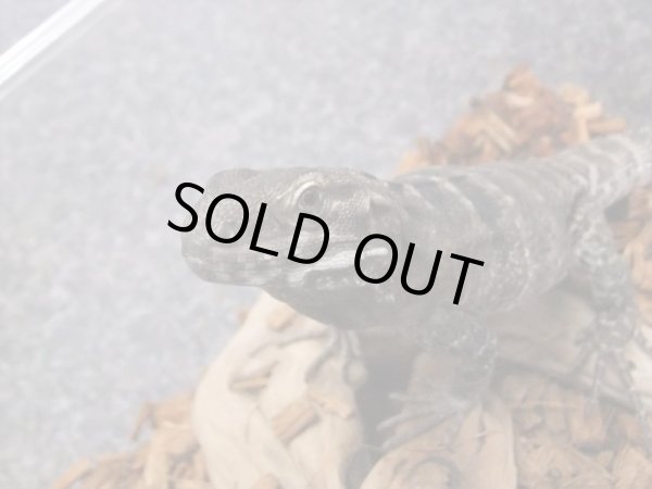 画像5: サンエステバントゲオイグアナ　ペア　セミヤング (5)