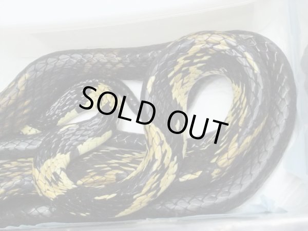 画像3: タイガーラットスネーク♀　（180ｃｍ） (3)