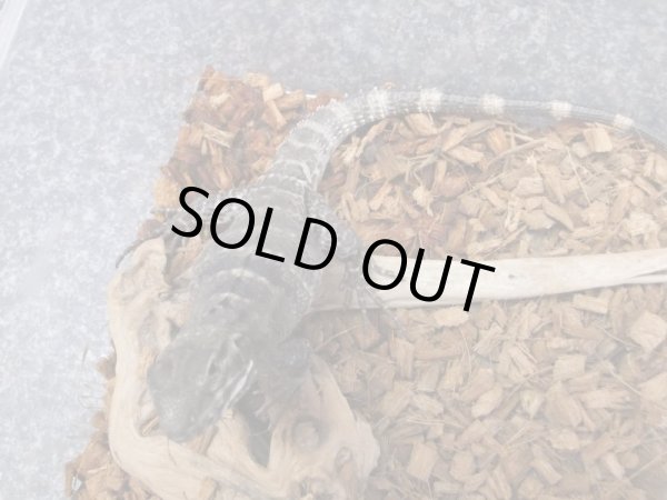 画像6: サンエステバントゲオイグアナ　ペア　セミヤング (6)