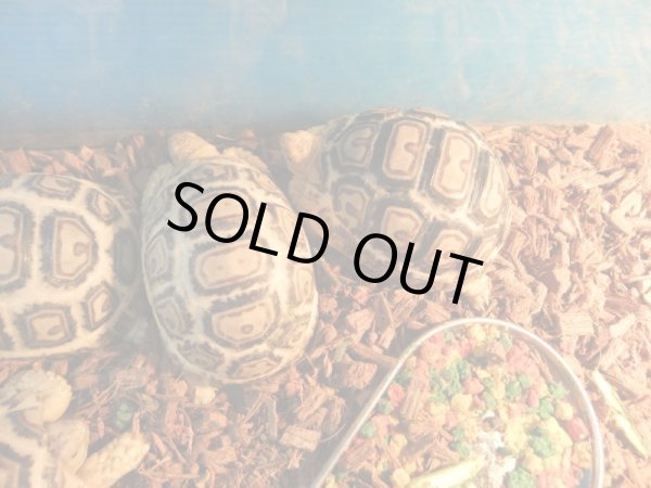 画像4: 国内CB　ソマリアヒョウモンリクガメ (4)