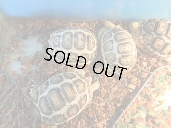 画像3: 国内CB　ソマリアヒョウモンリクガメ (3)