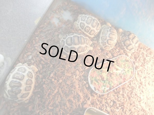 画像2: 国内CB　ソマリアヒョウモンリクガメ (2)