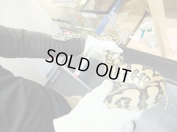 画像4: オセロットジャガーパイソン♂　１５０ｃｍ (4)