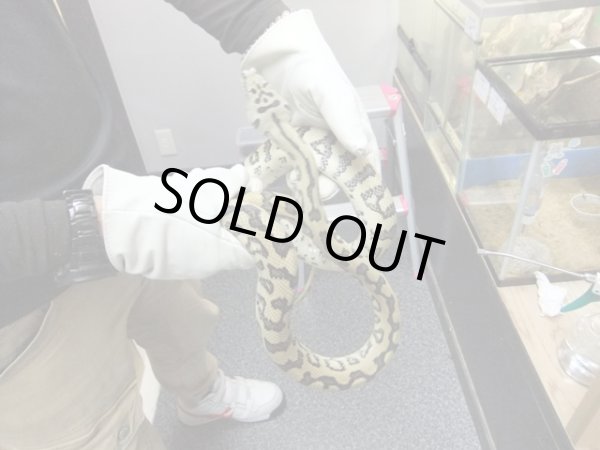 画像3: オセロットジャガーパイソン♂　１５０ｃｍ (3)